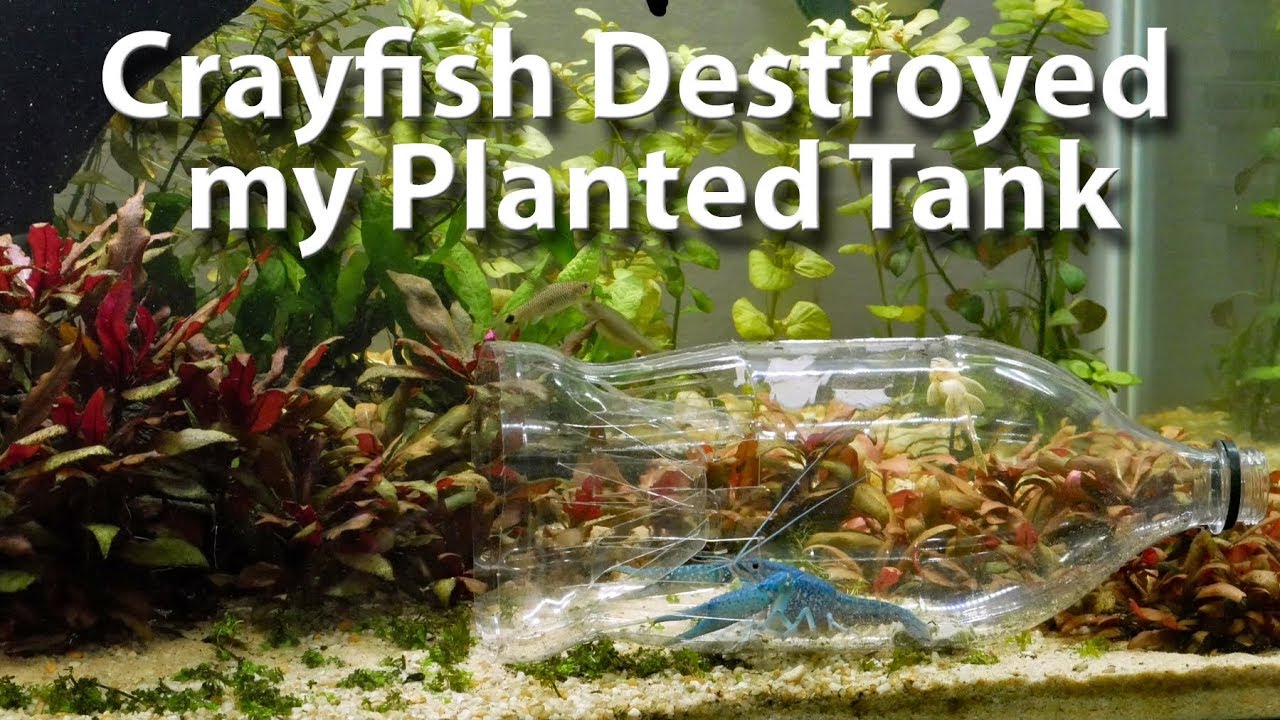 Crayfish Destroyed my Planted Tank