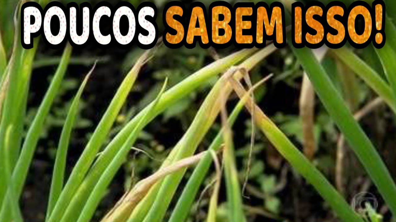 Cebolinhas com pontas secas ou amarelas? Descubra como resolver!