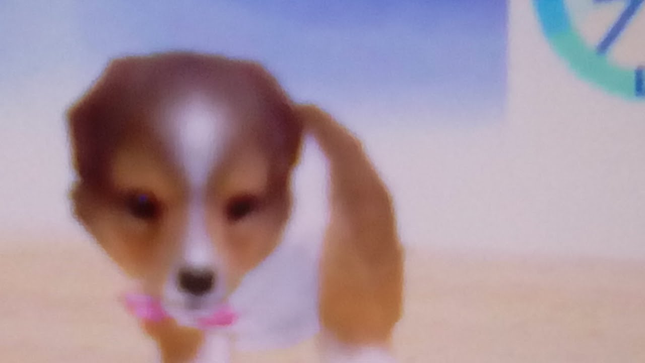 Nintendogs Version Chihuahua [ La Promenade de Lassie ] + une Mini présentation d'un nouveau chiot
