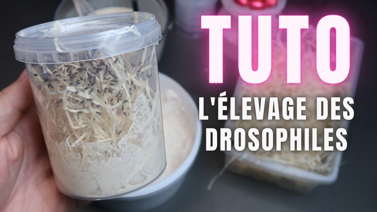 TUTO - Ton propre élevage de drosophiles !