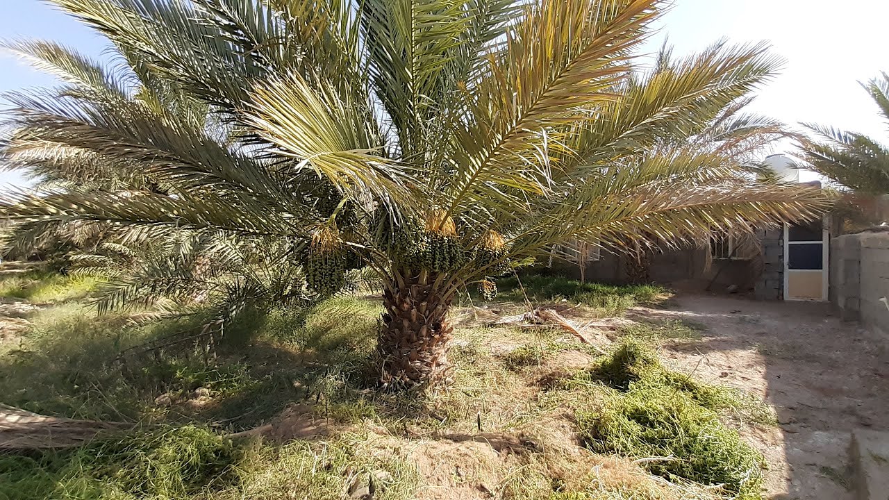 چه گیاهی نمک را دوست دارد؟ آیا گیاهی را می شناسید که در زمین خشک پر آب باشد؟