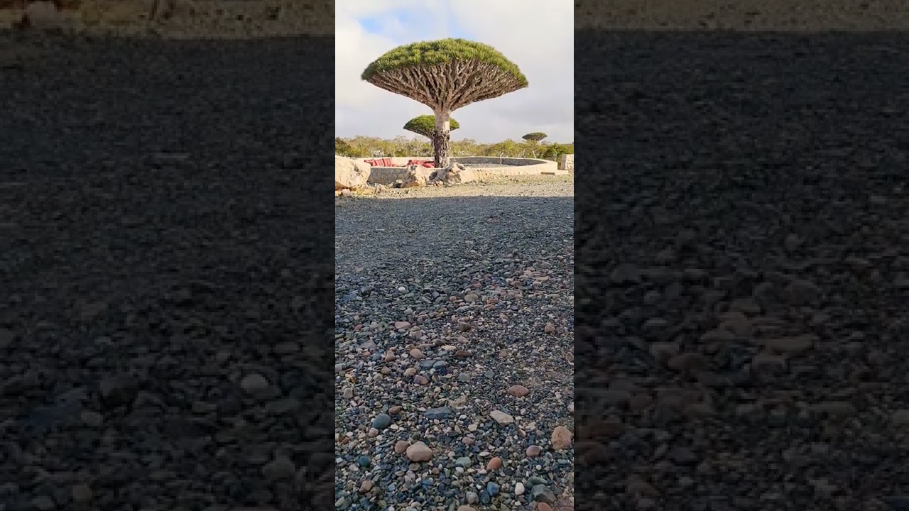 Dragon blood tree 2022 / Socotra island dragon blood tree 2022 / travel to socotra