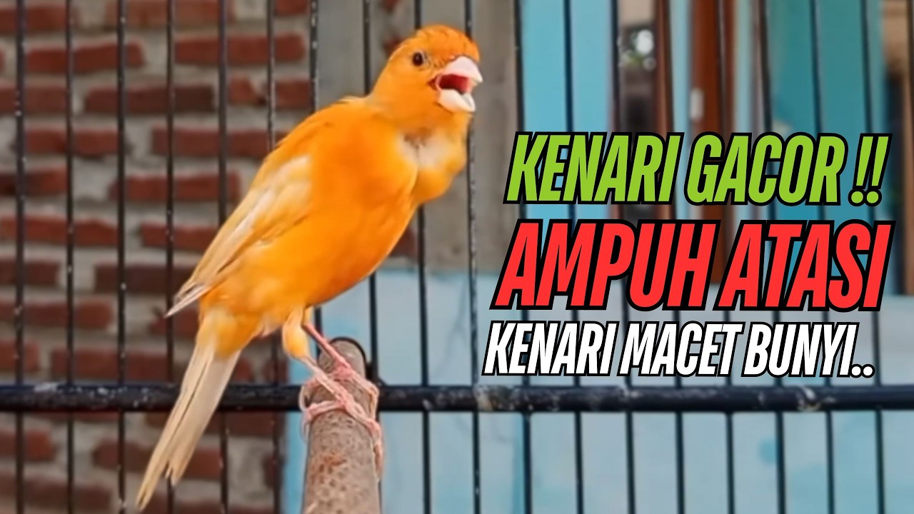 Kenari gacor panjang Pancingan & masteran Kenari Paud AGAR gacor & terapi AMPUH Kenari MACET bunyii