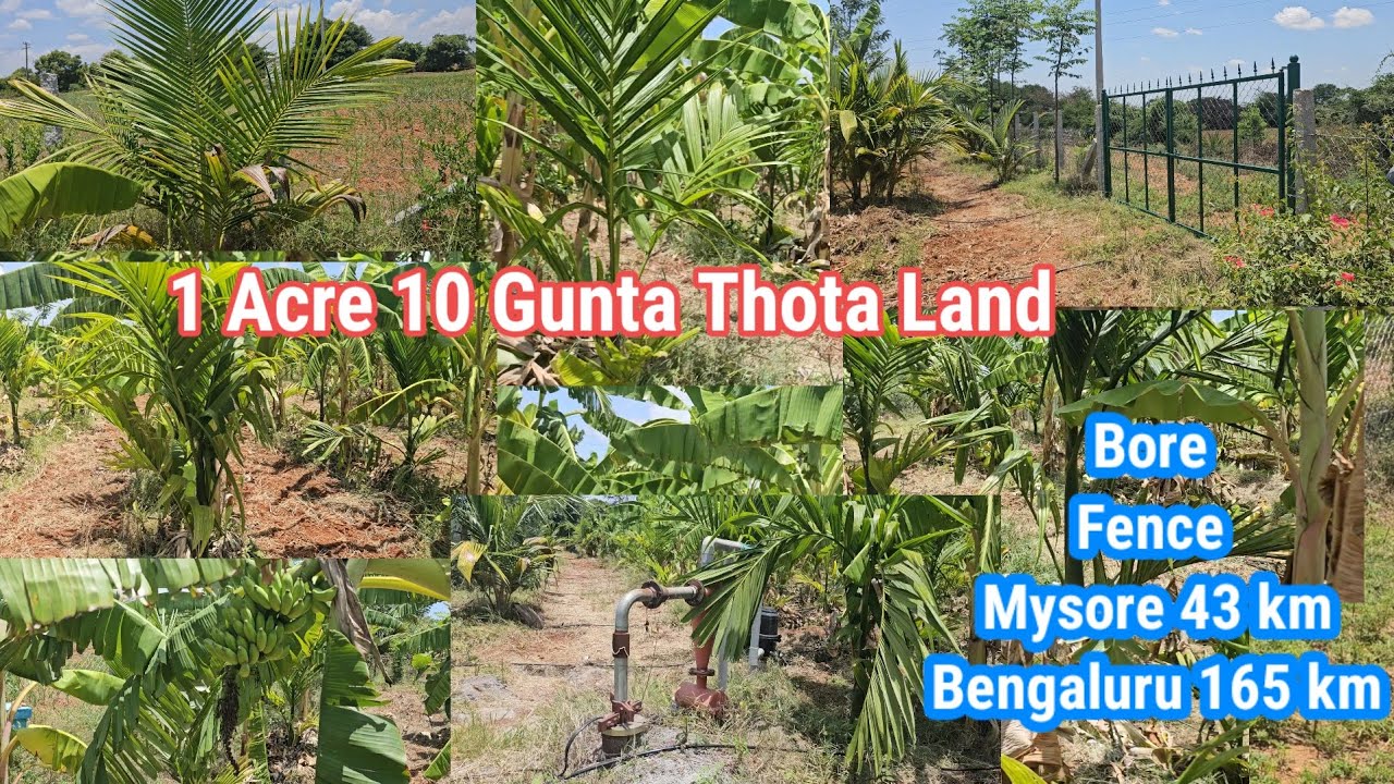 1 Acre 10 Gunta Farm Land For sale Bore Fence arecanut coconut 2 km NH 43 km Mysore 165 km Bengaluru