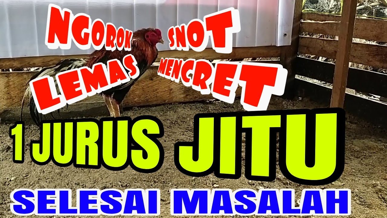 Obat Ampuh Ayam Ngorok, Mencret, Lemas, Tidak Mau Makan saat musim hujan atau cuaca dingin