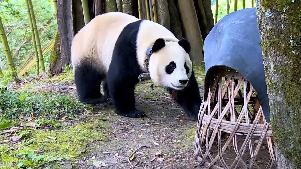 Giant panda wanders into village in southwest China