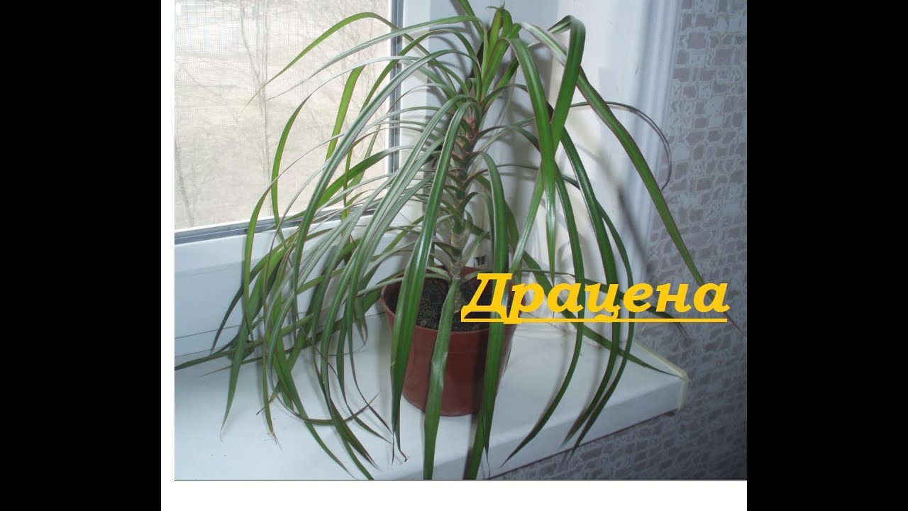 Размножение драцены верхушечными и стеблевыми черенками.