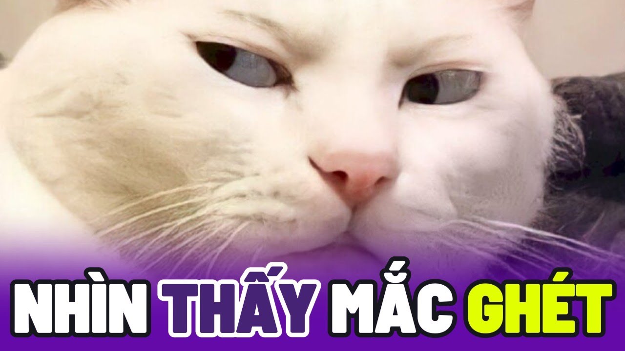 [Lồng Tiếng Ch&oacute; M&egrave;o] L&yacute; do Ch&oacute; rất gh&eacute;t M&egrave;o 😂