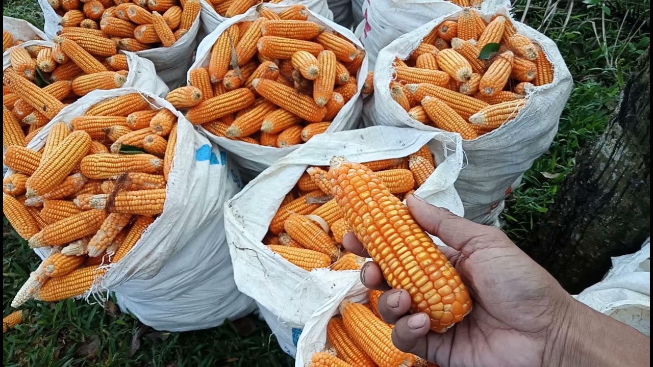 Panen Jagung NK-Perkasa Setengah Hektar Tembus 3,7 Ton