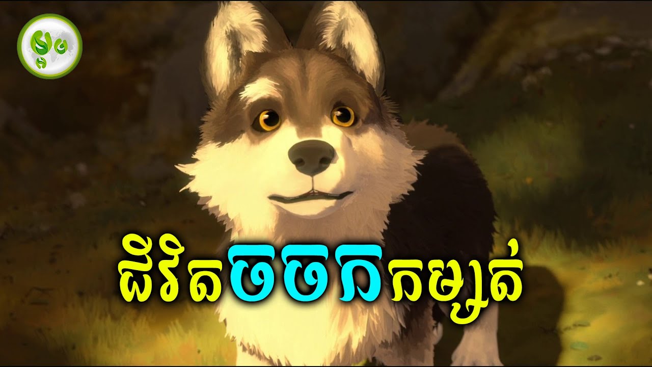 ជីវិតឆ្កែចចកស្រុករស់នៅជាមួយមនុស្ស | ម្អម សម្រាយរឿង