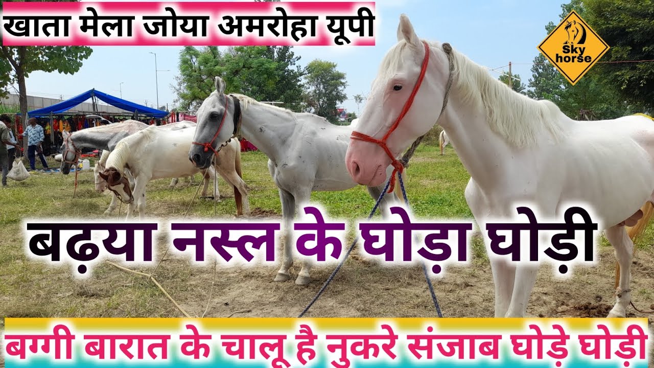 खाता जोया मेला शुरु अमरोहा यूपी 