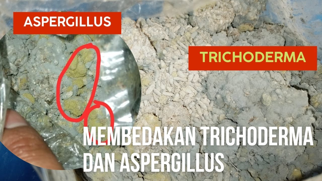 AWAS JANGAN SAMPAI SALAH!!! | CARA MEMBEDAKAN TRICHODERMA DAN ASPERGILLUS #agenhayati