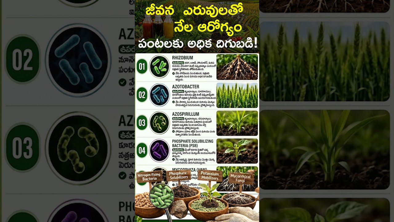 నేలకు జీవం పోసే జీవన  ఎరువులు | పంటలకు అధిక దిగుబడి రహస్యం! #biofertilizer @Raitunestham