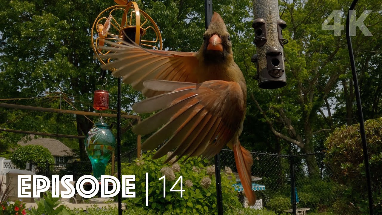 TV for Cats | Overcast Spring Day Full of Colorful Birds! | 2 Hours 4K UHD