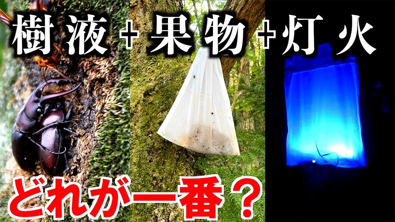 あらゆる手段でカブト・クワガタ採集してみると...
