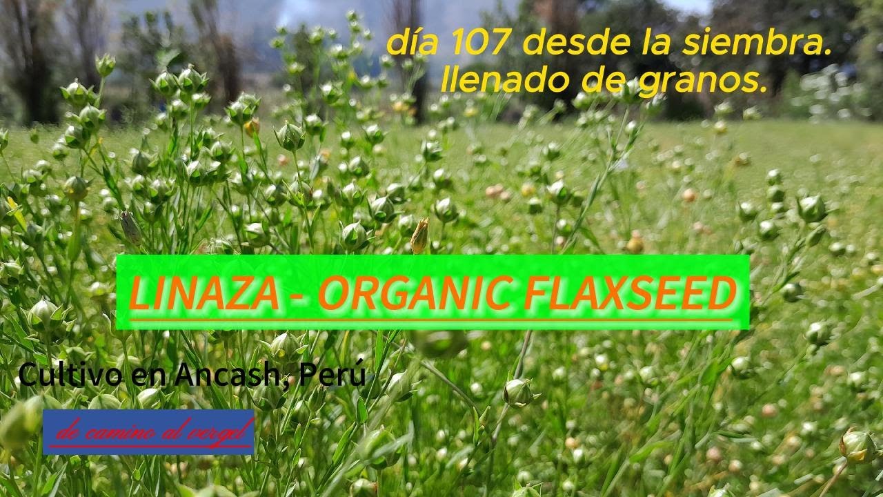LINAZA ORGÁNICA en Ancash-Perú (super alimento)
