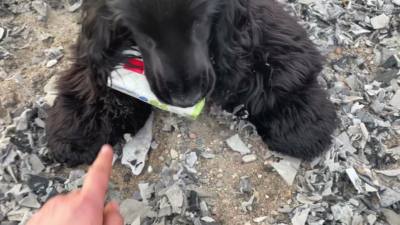 Ressourcenverteidigung - Körpersprache des Spaniels