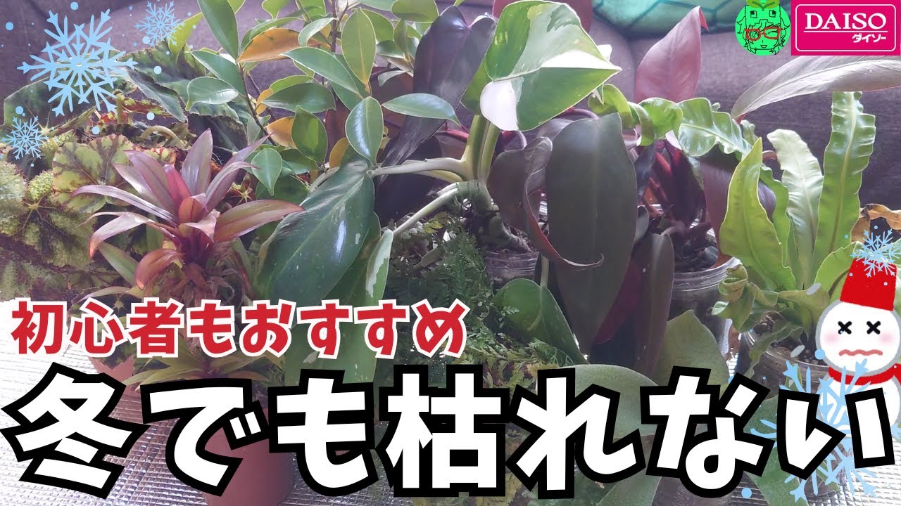 【初心者向け寒さに強い観葉植物3選】耐寒性が強いおすすめ観葉植物ベスト3、冬の育て方・冬の水やり方法も紹介、冬対策、室内冬越し、ビカクシダ、フィロデンドロン、ダイソー、DAISO、ホームセンター