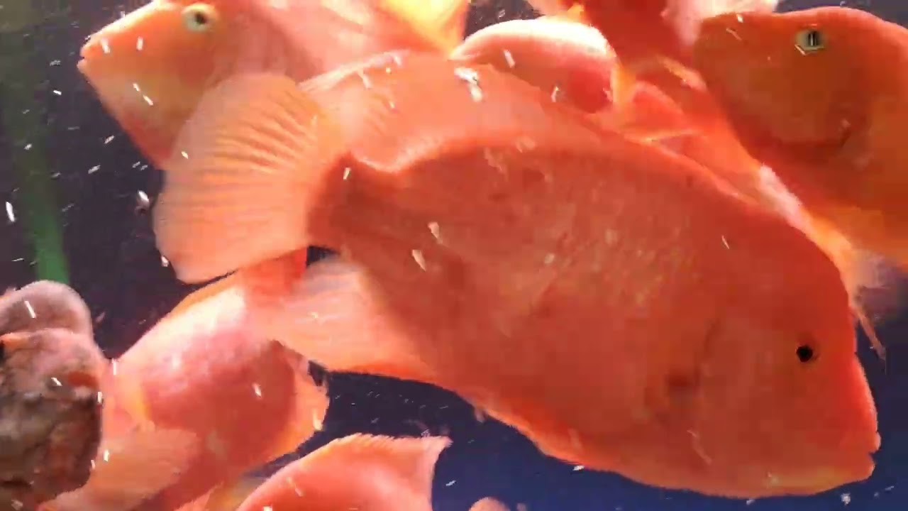 fishroom a  6 sep 25