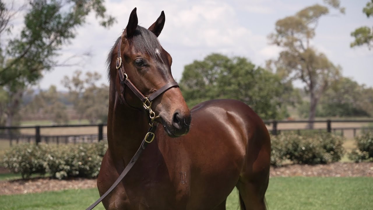 Lot 130 So You Think x Sancy colt - Canning Downs