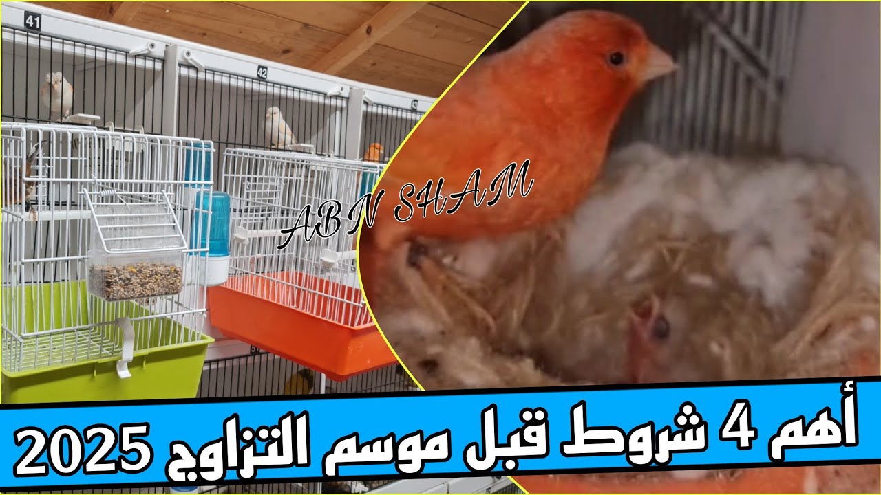 تعلم أساسيات تزاوج طيور الكناري وأهم الخطوات ماقبل التزاوج ب 9 دقائق #كناري #birds