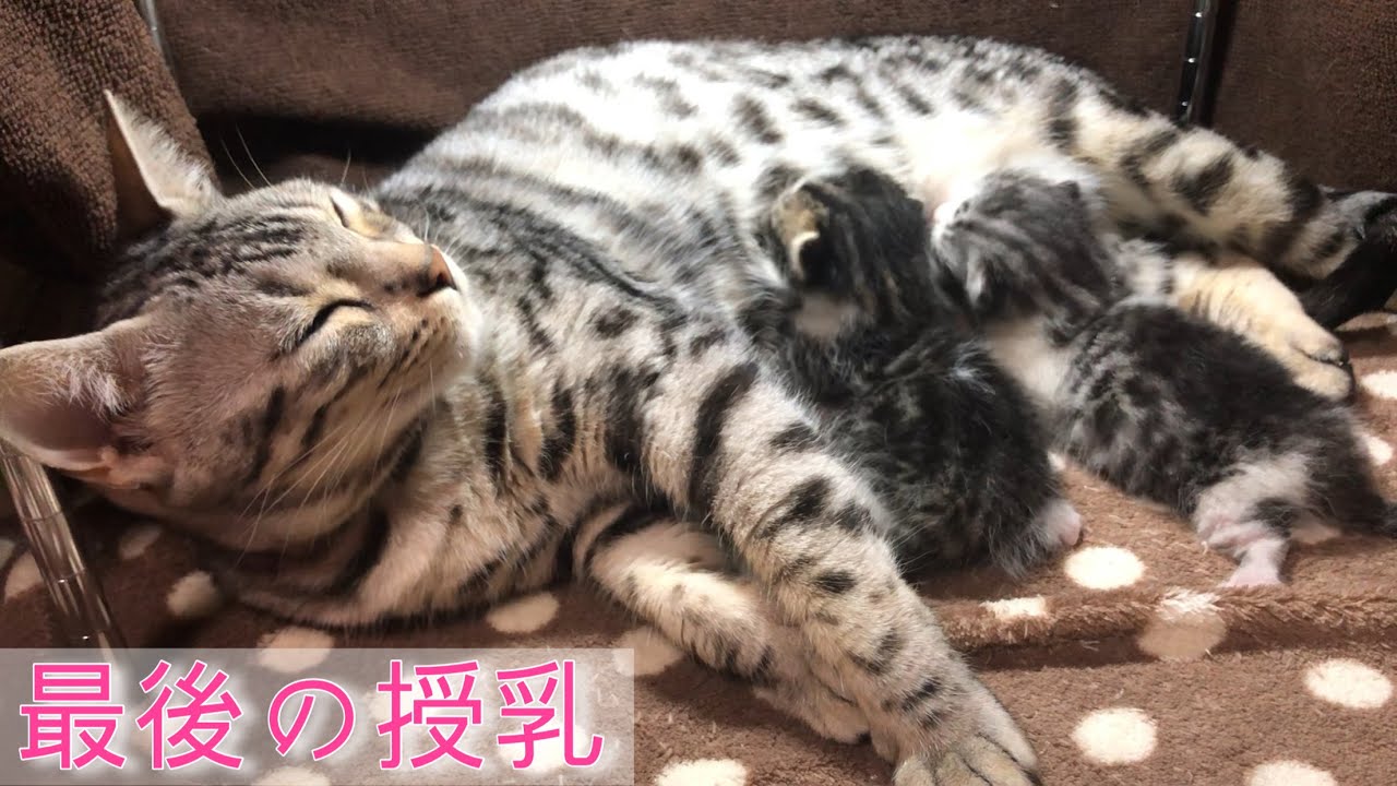 最後の授乳【今日の子猫46】
