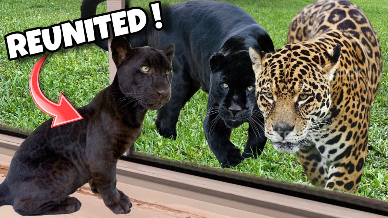 JAGUAR CUB REUNITED WITH PARENTS ! AMAZING !!