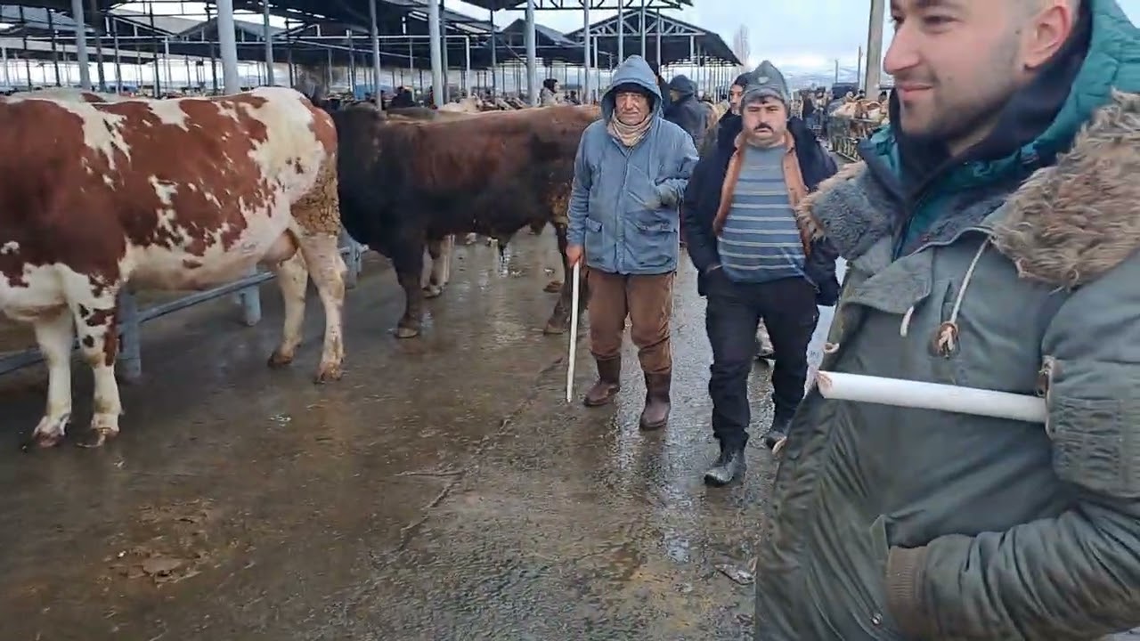 07.02.2026 Sivas Şarkışla hayvan Pazari beğeni yapalim iyi seyirler dilerim. 