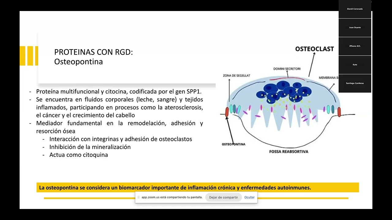 Matriz orgánica ósea: Proteínas no colágenas