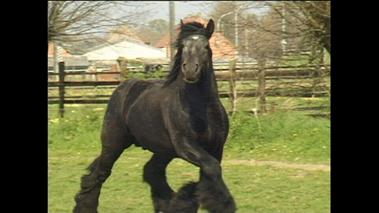 Impressive trot and gallop of Belgian draft horses (slow motion)