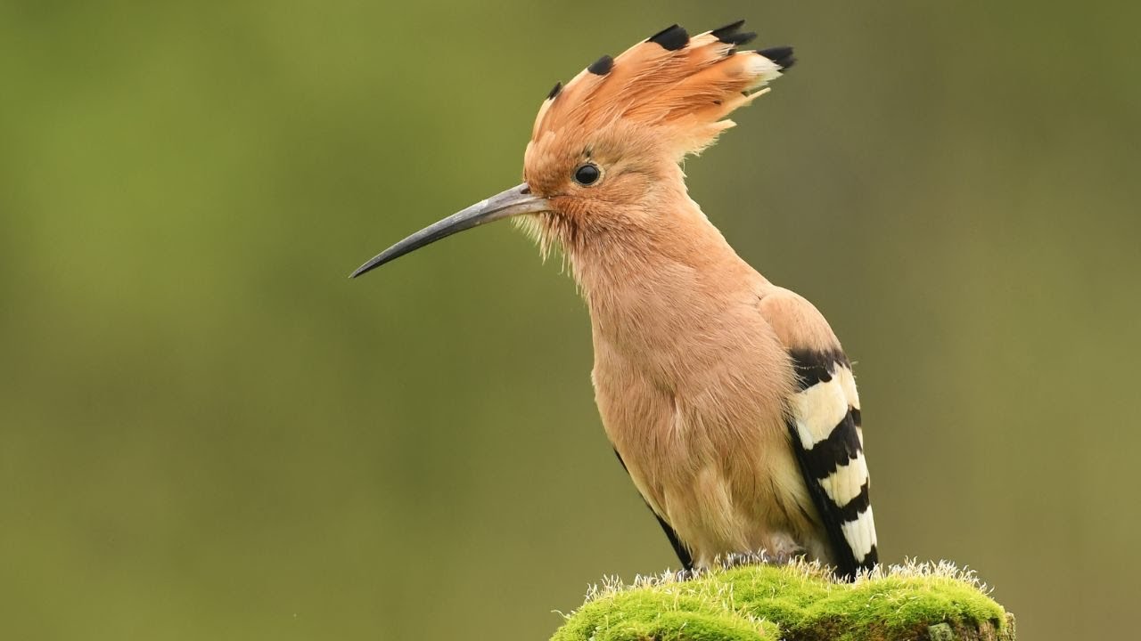 Hoopoe: The Crowned Jewel of the Avian World