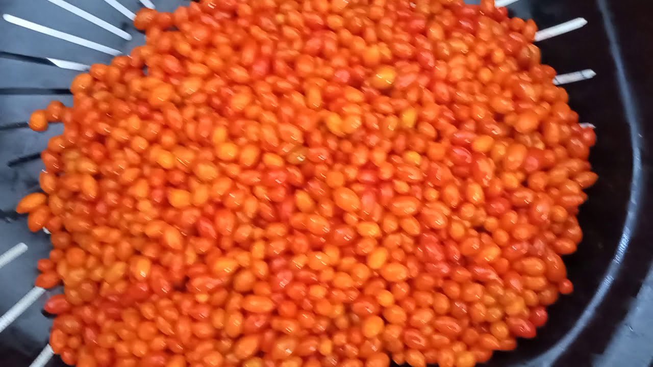 😋CUMARI PASSARINHO | COMO FAZER CONSERVA DE CUMARI PASSARINHO | PIMENTA DE PASSARINHO