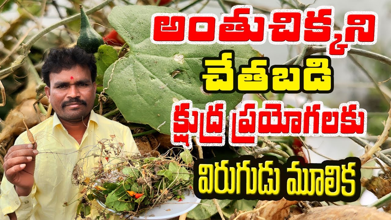 అంతుచిక్కని చేతబడి క్షుద్రప్రయోగాలకు  విరుగుడు మూలికా||Chetabadi|kshudraprayogalu|blackmagic|plants