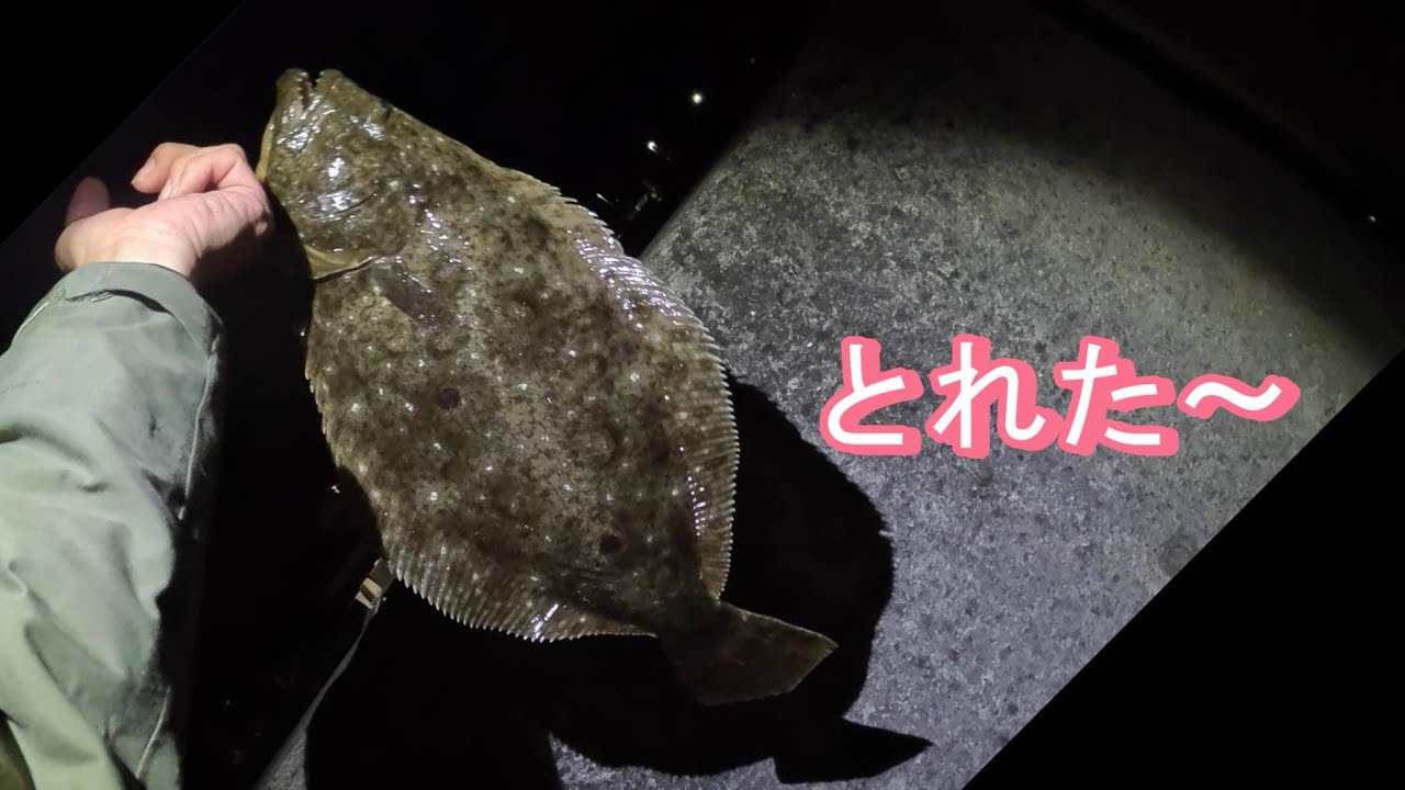 2か月ぶりにヒラメに会えてめちゃくちゃ嬉しかった日。【岡山・直島・ヒラメ】