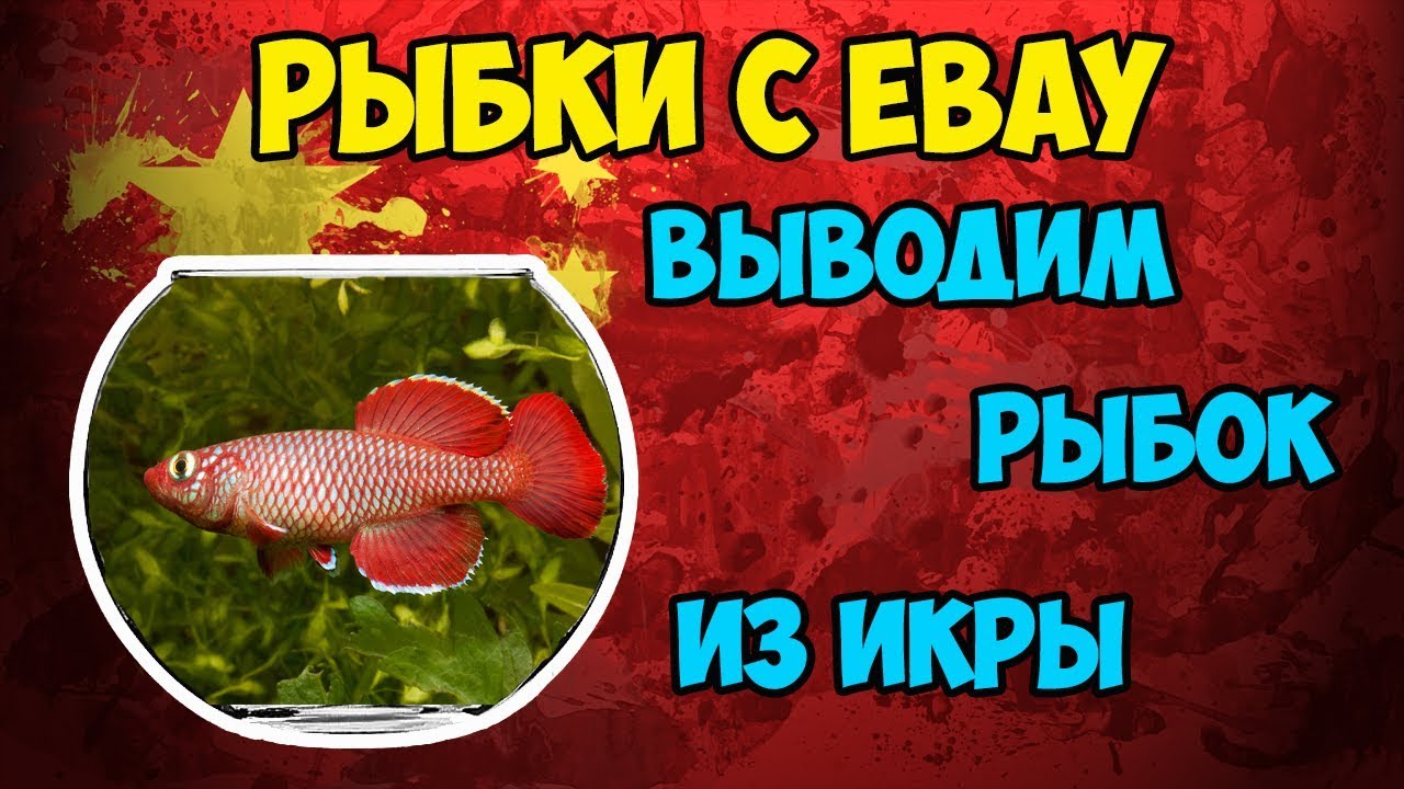 🐠Живые рыбки с EBAY из Мальты! Пробуем вывести рыбок из икры с интернет магазина!