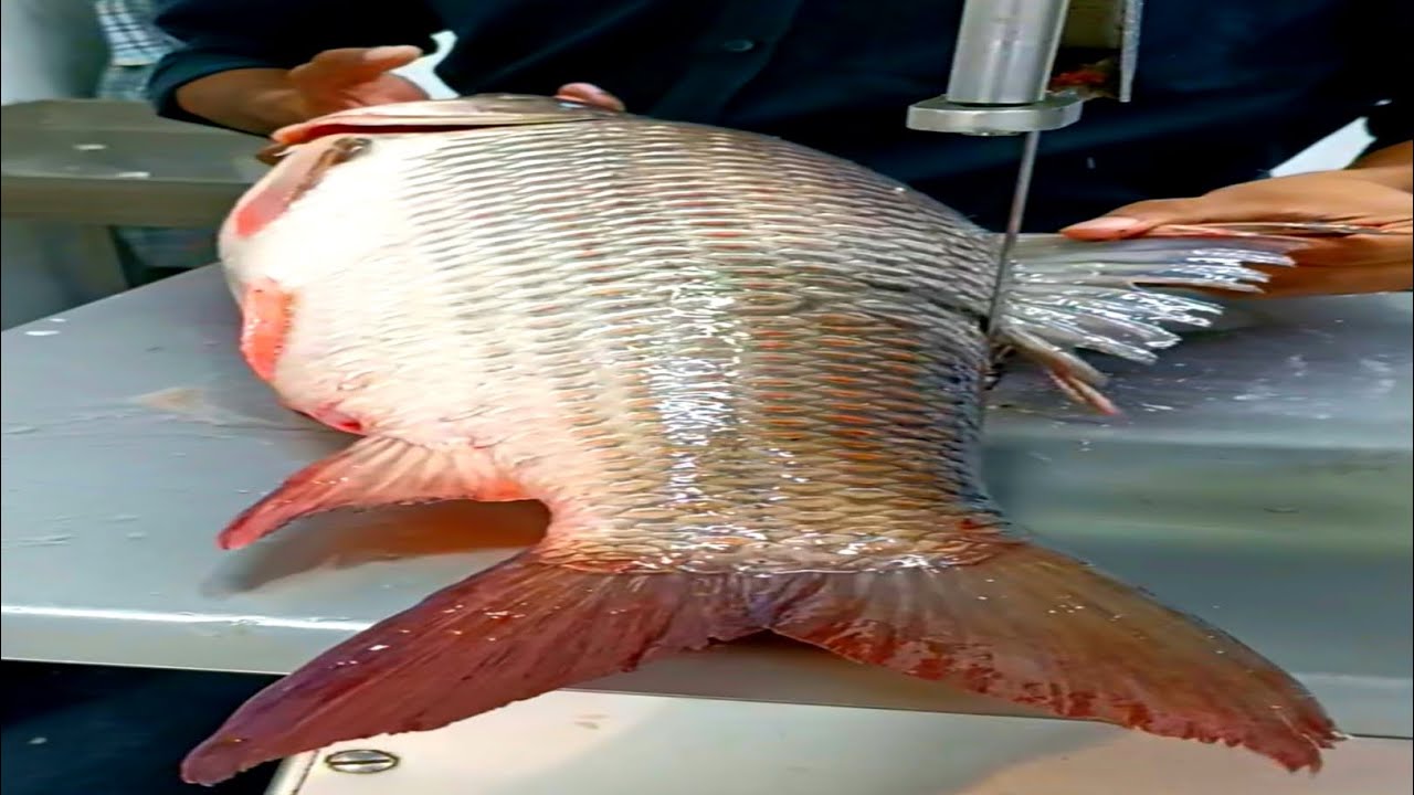Amazing Cutting Skills | Giant Rohu Fish Cutting Skills By Expert Fish Cutter video
