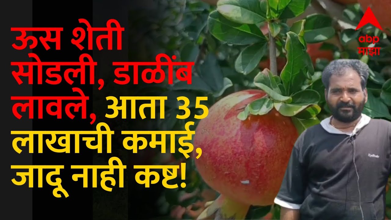 Pomegranate Farming : 145 रूपये किलो दर, दोन एकर डाळिंब शेतीतून शेतकरी मालामाल