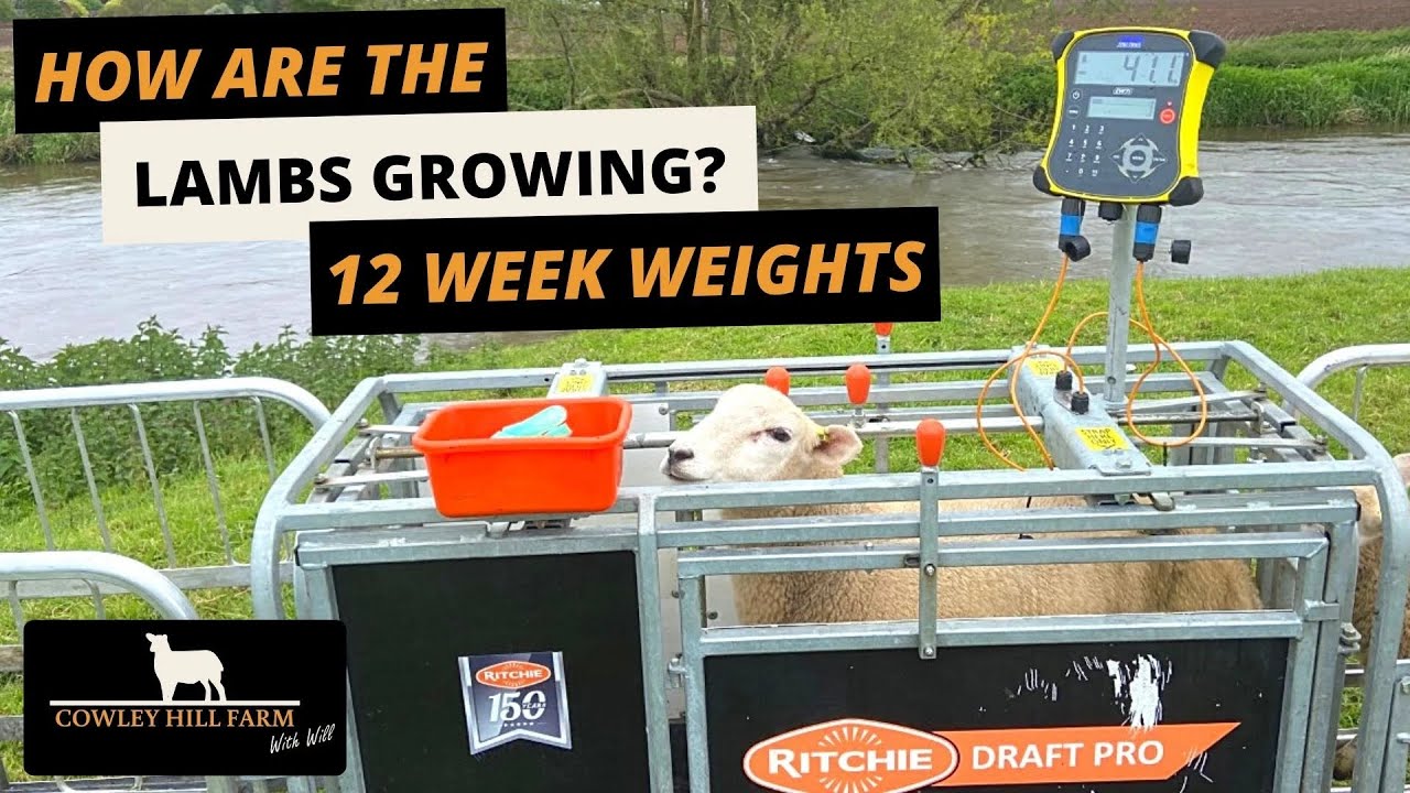 HOW ARE THE LAMBS GROWING? | 12 WEEK WEIGHTS