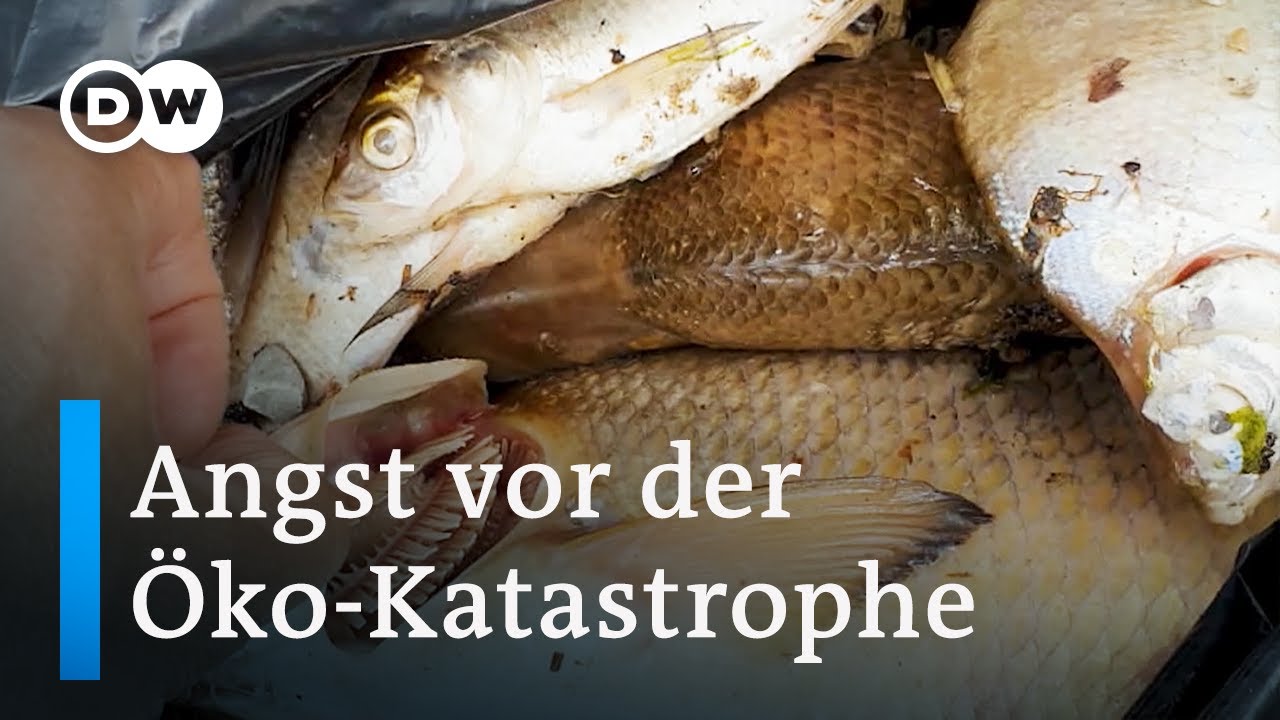 Warum sterben die Fische in der Oder? | Fokus Europa