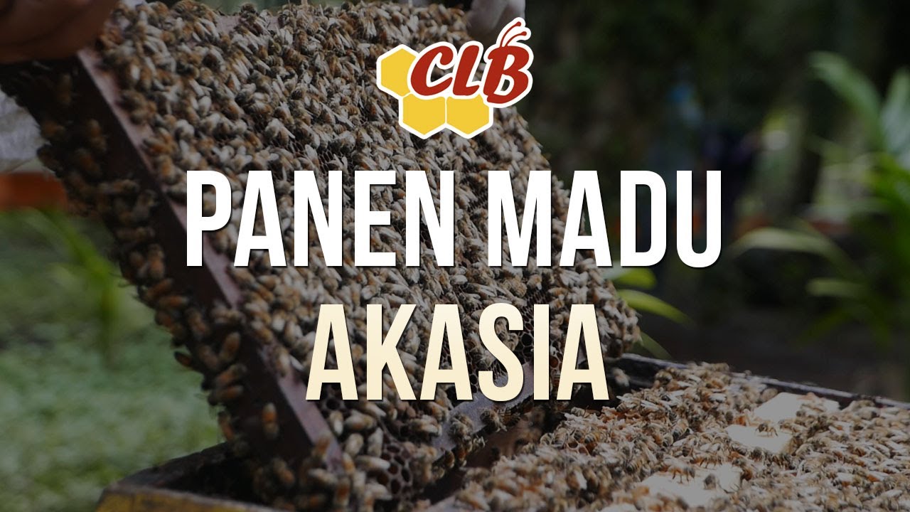 Proses Panen Madu Akasia - Rumah Madu Hutan Jambi - MaduCLB