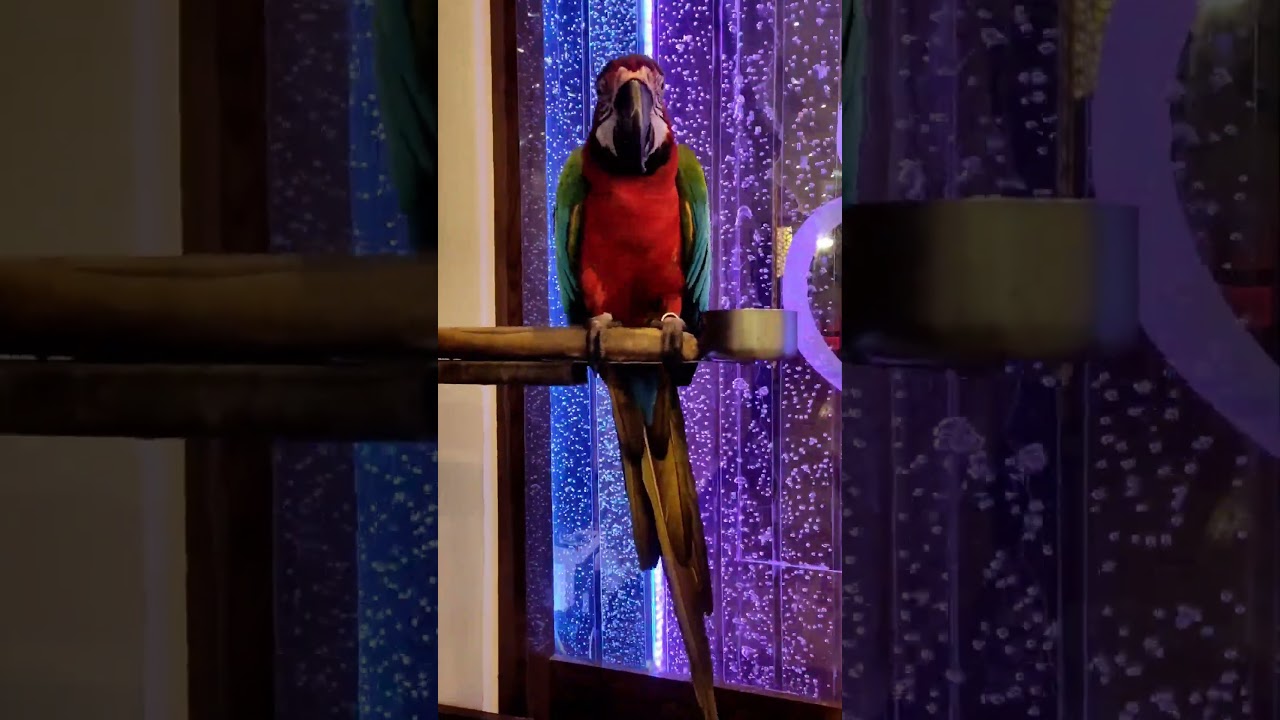 Macaw parrot sonamati rastudent Bhala KOLKATA | 
