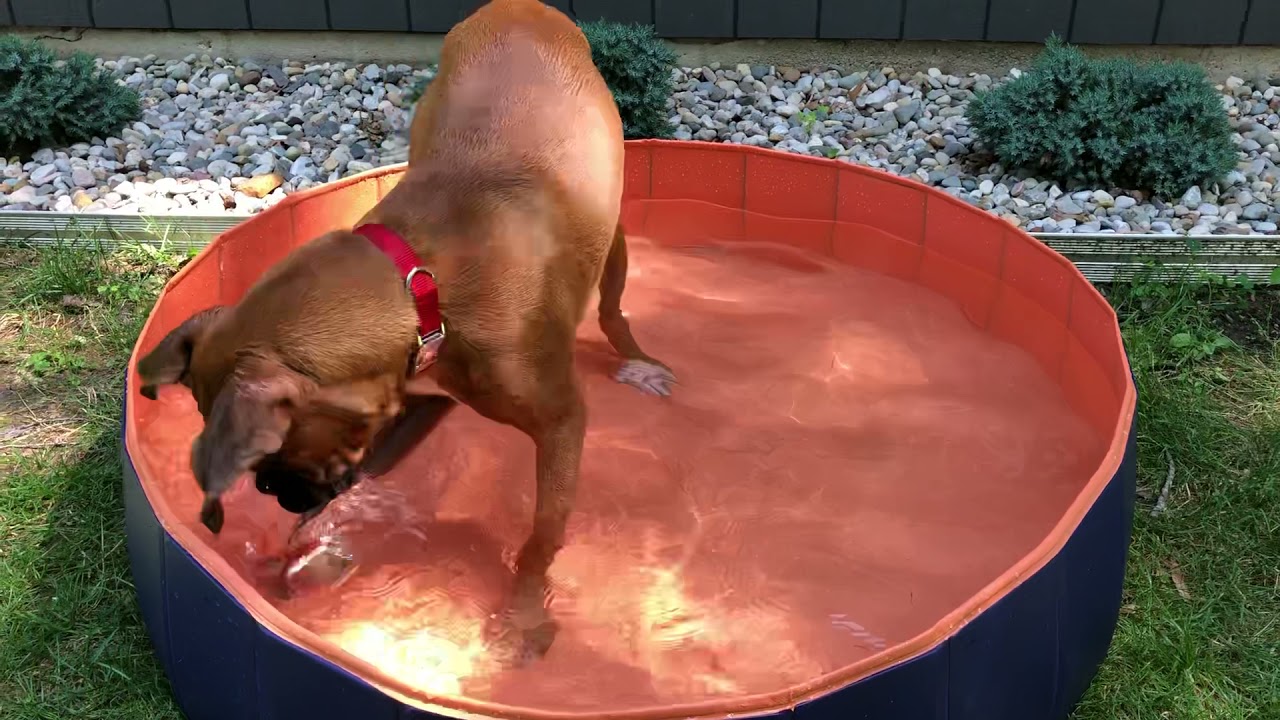 Boxer dog loves new swimming pool