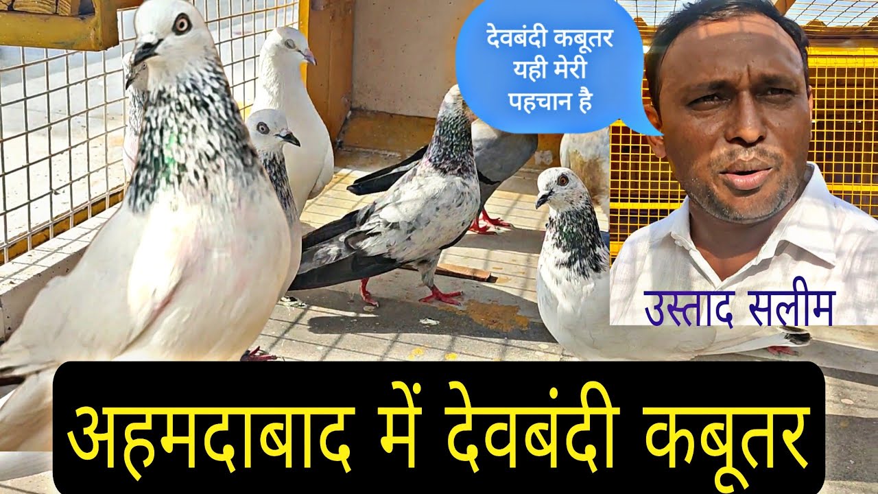 Ustad Salim Sahab Ke Behtreen Deobandi Kabutar At Ahmedabad By Bhopal Pigeons