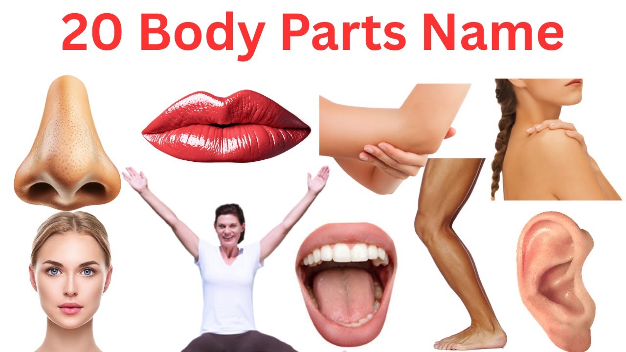 20 शरीर के अंगों के नाम सीखें | 20 Body Parts Names in English for Kids Vocabulary Learning