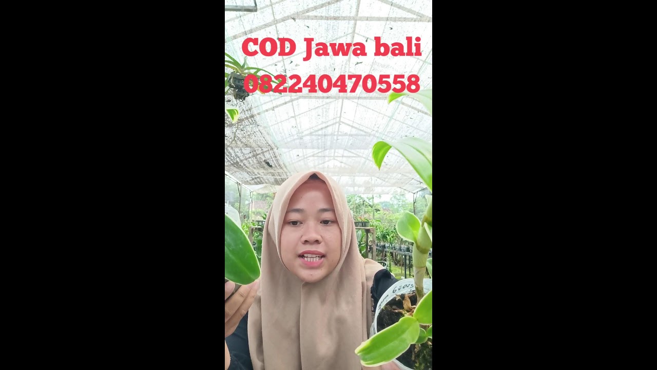 live sale anggrek murah bisa cod