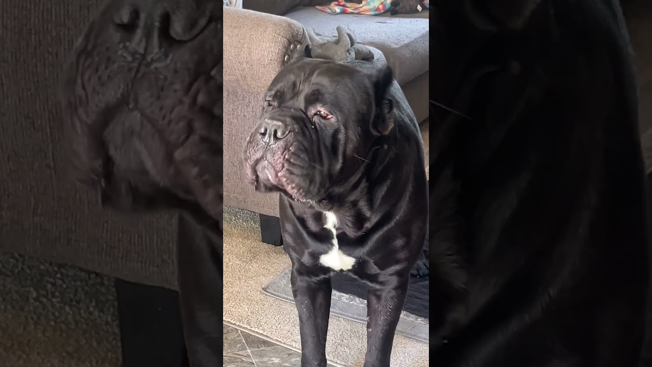 Cane Corso BARK #canecorso