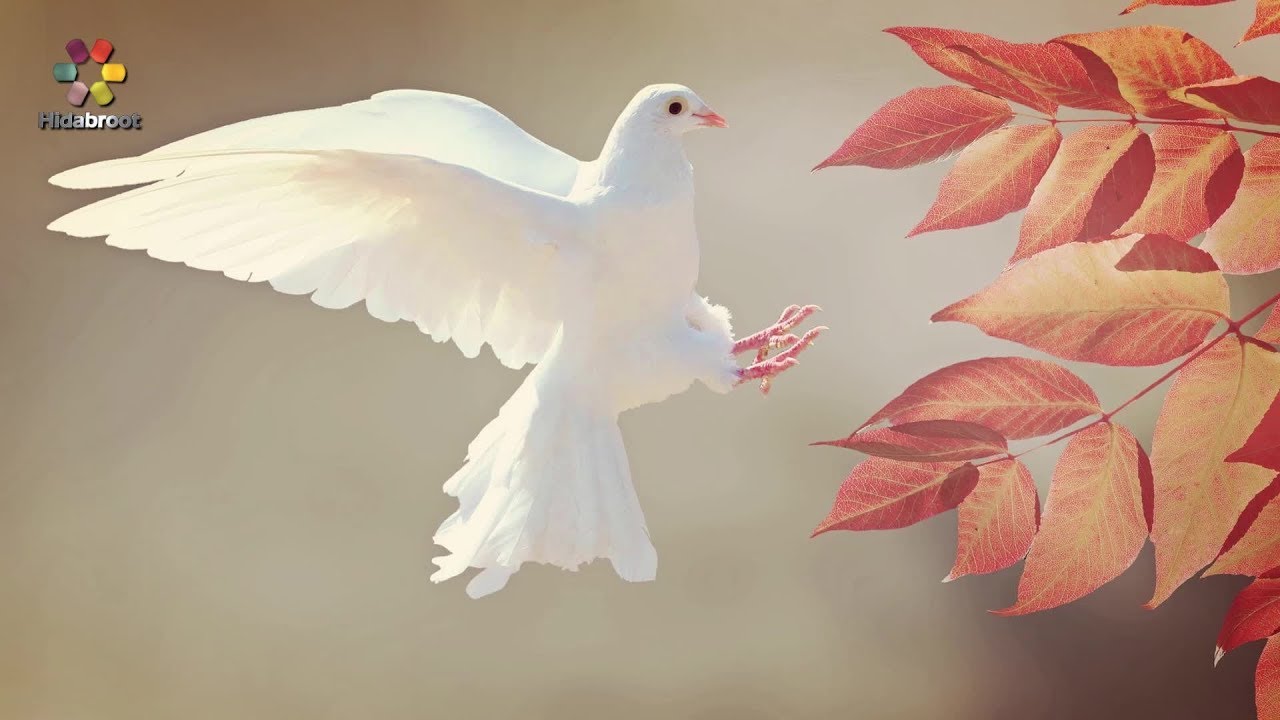 Parshat Va'etchanan: The Truth about Zionism - Rabbi Yaakov Asher Sinclair