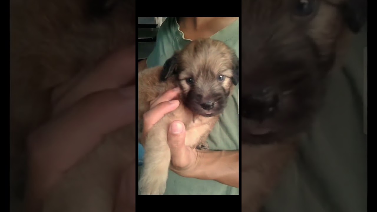 our baby fur before#furlover