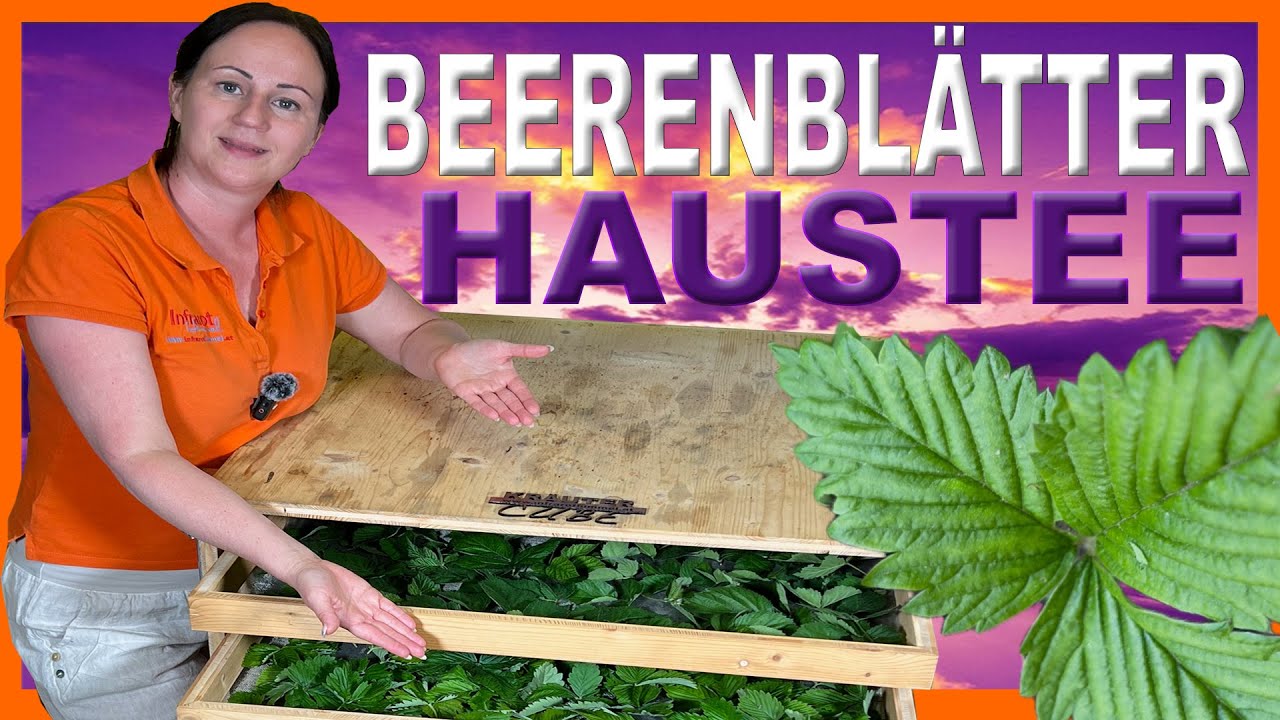 Tee aus Beeren Blättern | Tee 🫖 selber machen #beeren #wildkräuter #ernährung #vegan #vegie #trend