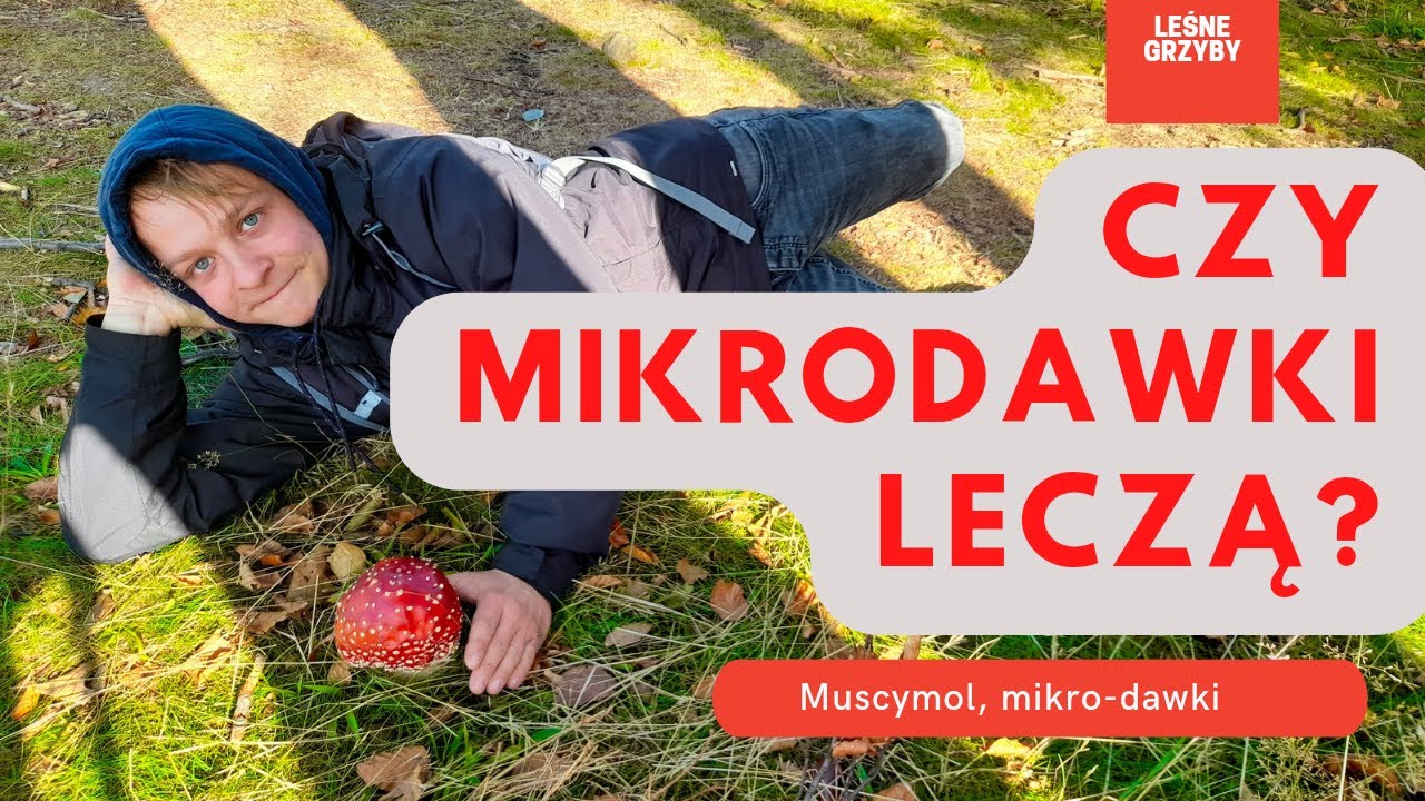 Muchomor Czerwony - czy mikrodawkowanie pomaga? cz.2